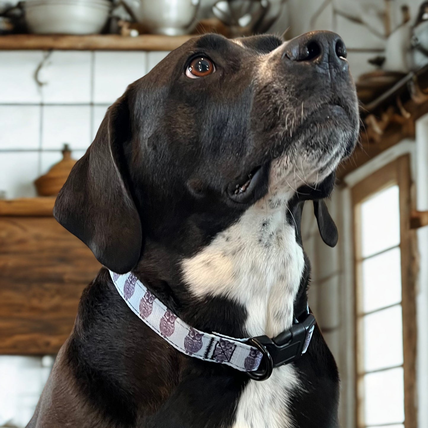 A black and white dog wearing a Rustic County Hooty Owl Adjustable Pet Collar looks up attentively while sitting in a cozy kitchen with white tile walls and wooden shelves in the background.