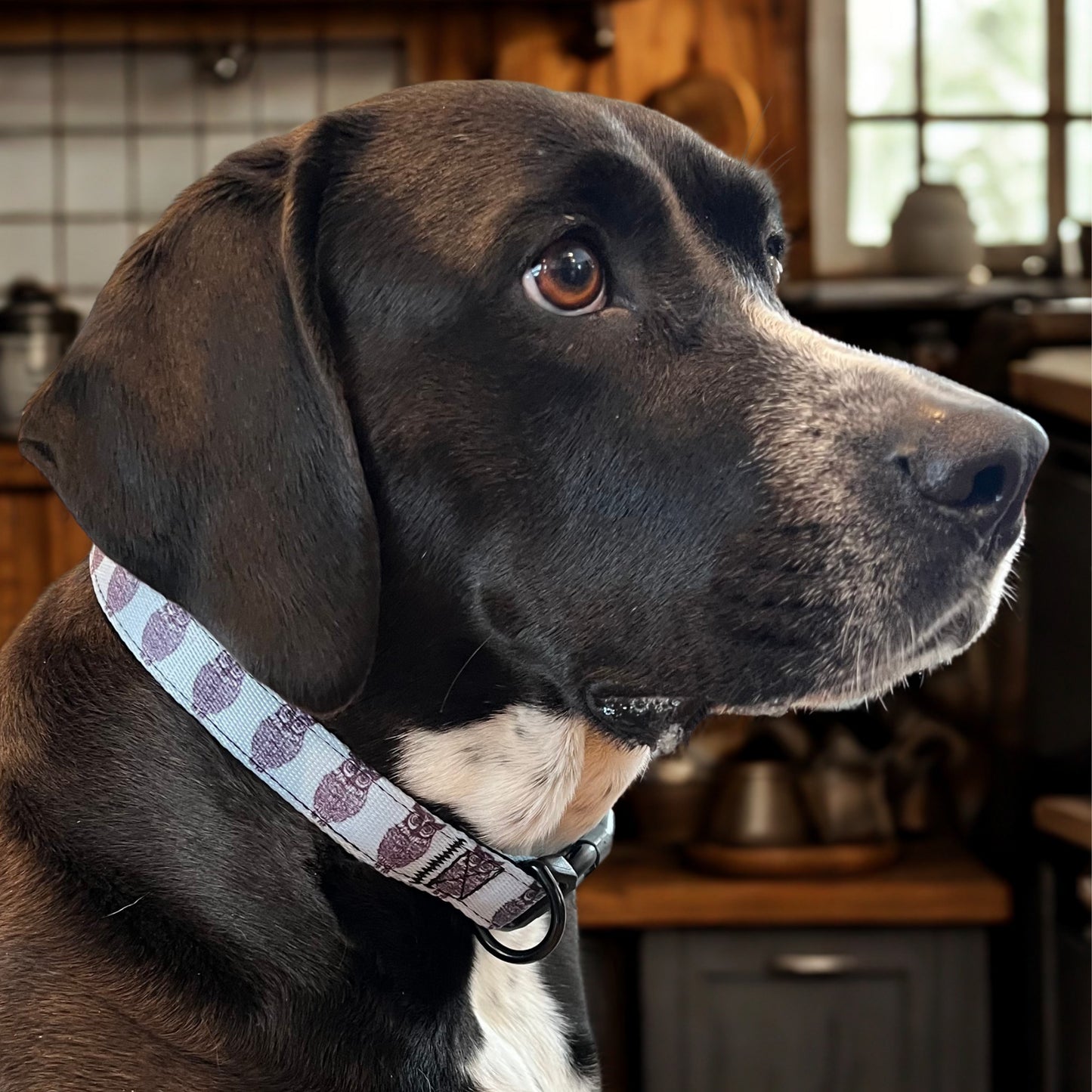 A close-up of a black and brown dog with a white neck patch, wearing a Rustic County Hooty Owl Adjustable Pet Collar, sits indoors in a warmly lit kitchen with wood and tile accents in the background.