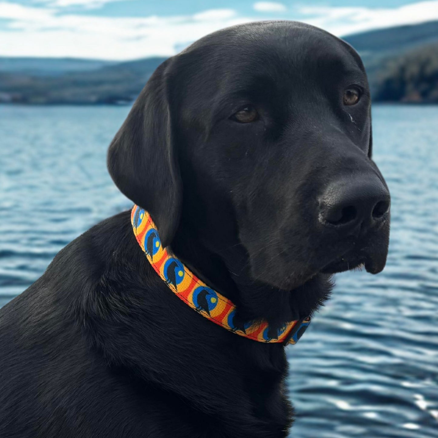 A black Labrador wearing the Rustic County Sunset Crow Adjustable Pet Collar sits by a calm lake, with hills and trees in the background beneath a partly cloudy sky.